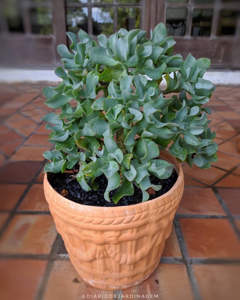 Crassula arborescens undulatifolia