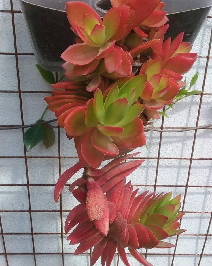 Crassula capitella ‘Campfire