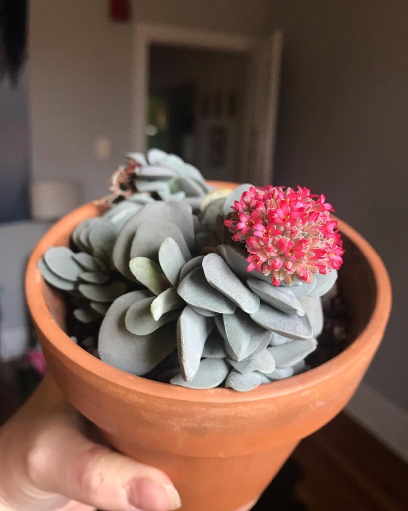 Crassula falcata