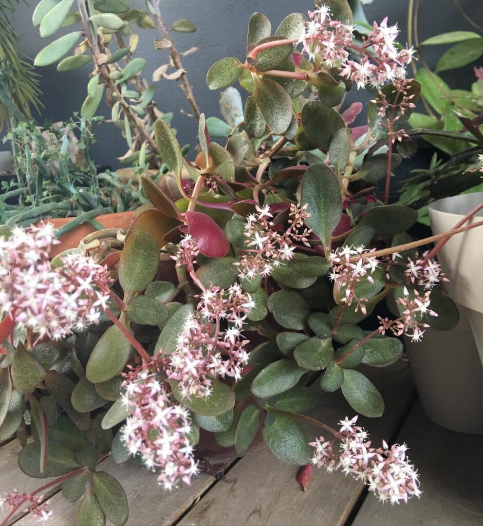 Crassula multicava