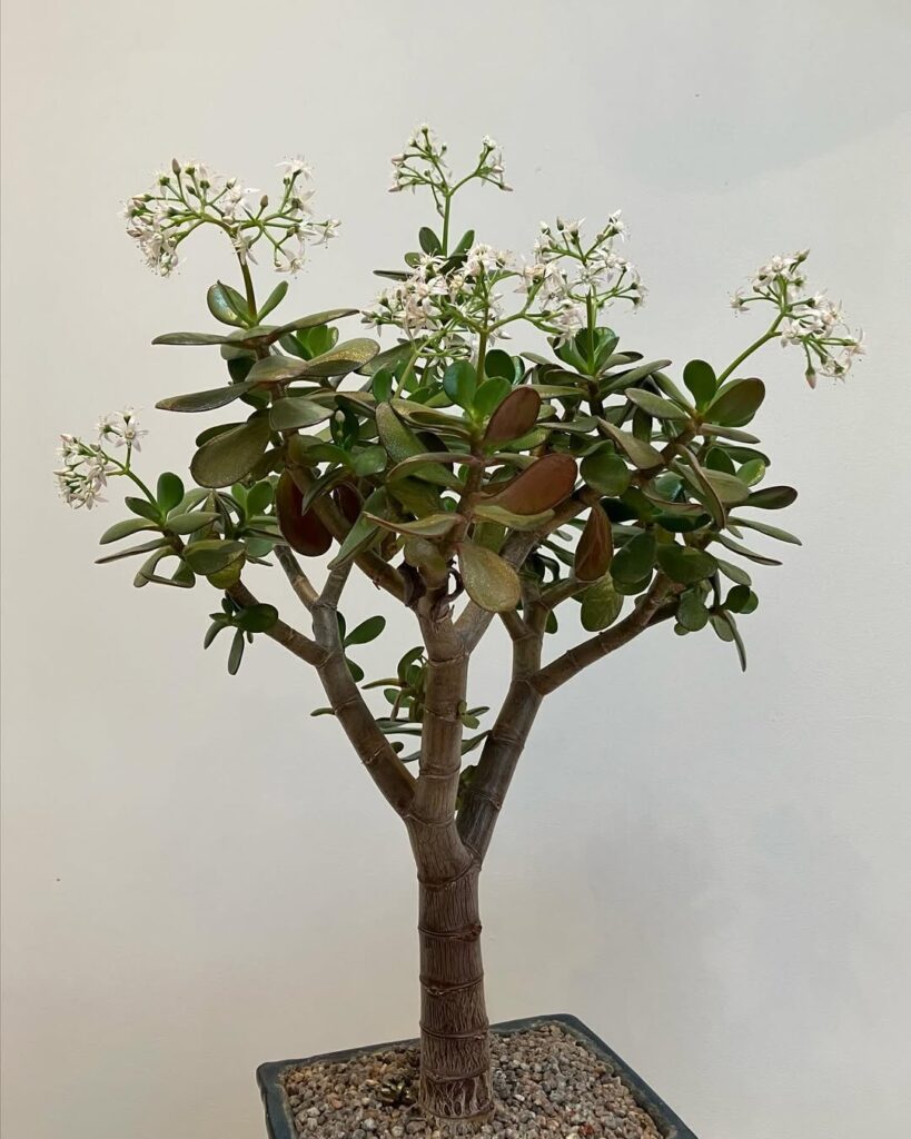 Crassula ovata 1