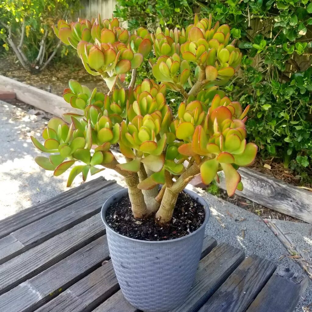 Crassula ovata ‘Botany Bay