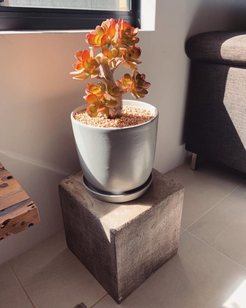 Crassula ovata ‘Crosbys Compact