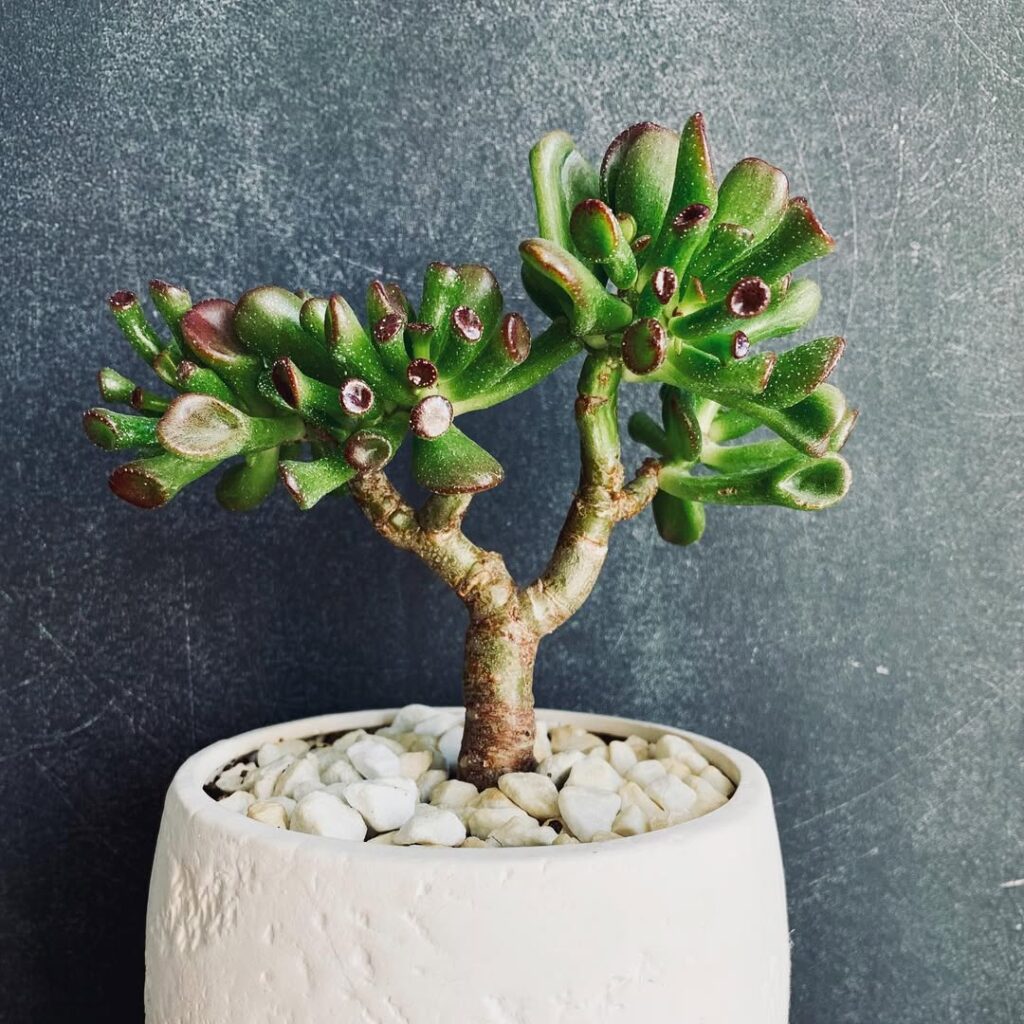 Crassula ovata ‘Hobbit