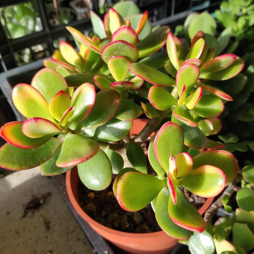 Crassula ovata ‘Hummels Sunset