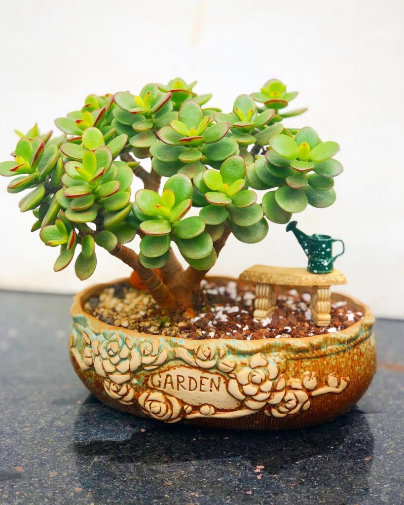 Crassula ovata ‘Minima