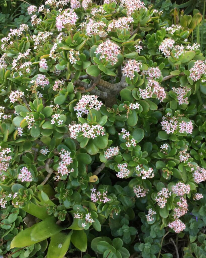 Crassula ovata ‘Pink Beauty