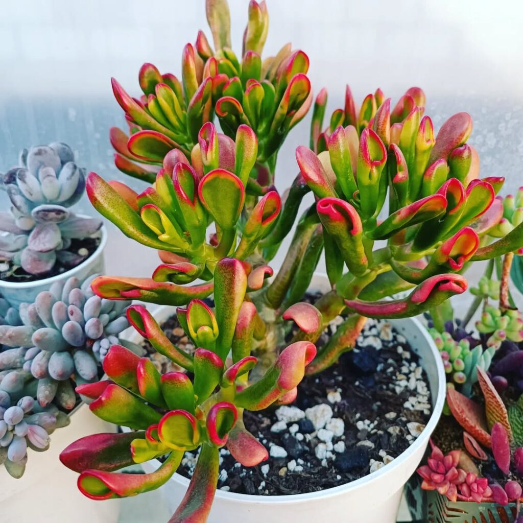 Crassula ovata ‘Red Coral