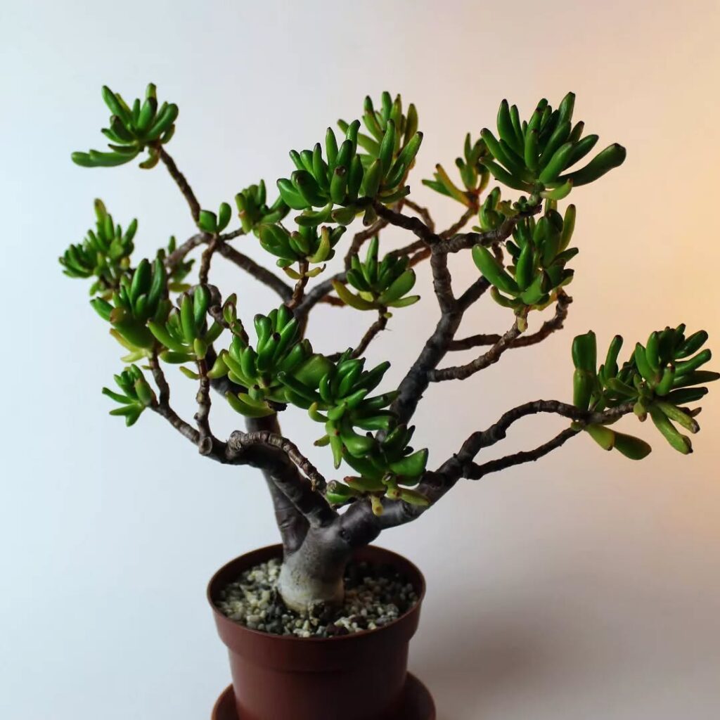 Crassula ovata ‘Skinny Fingers