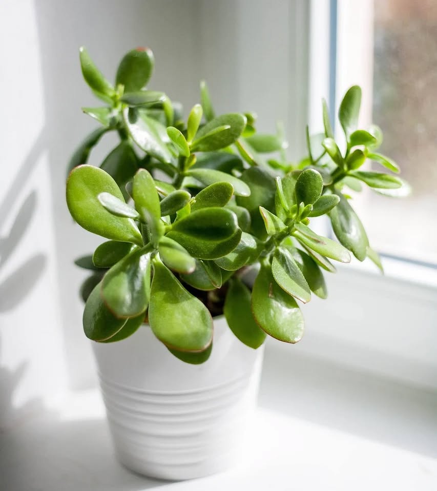 Crassula ovata