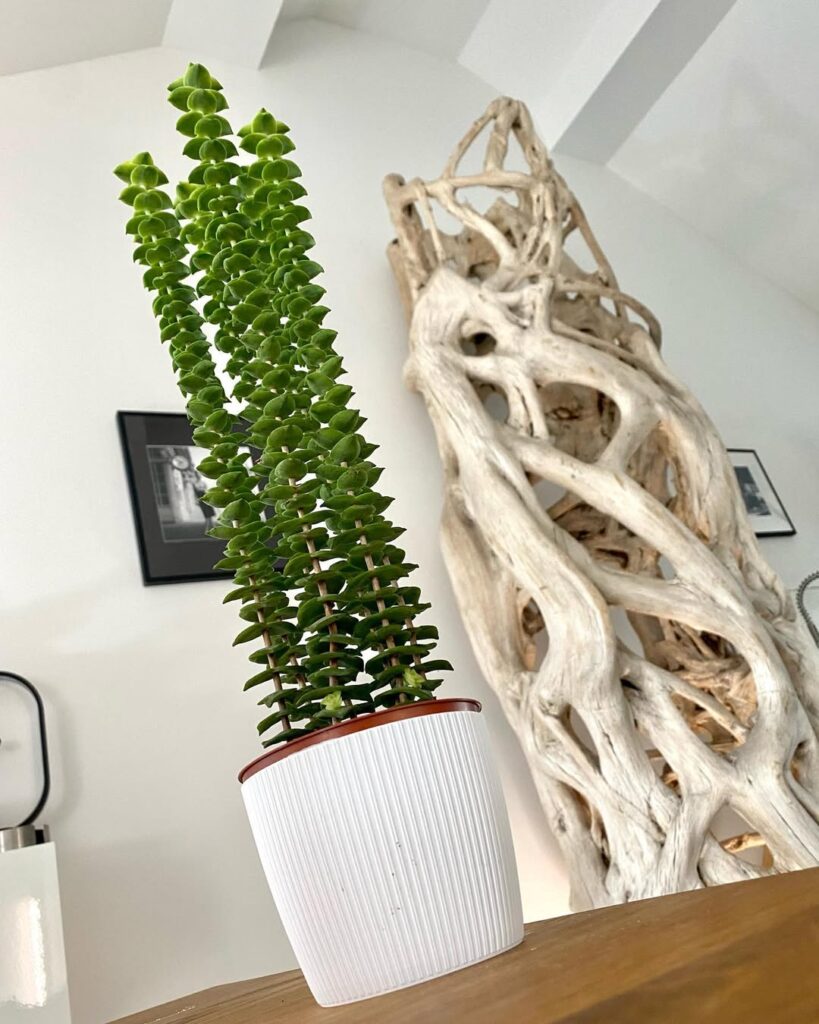 Crassula perforata