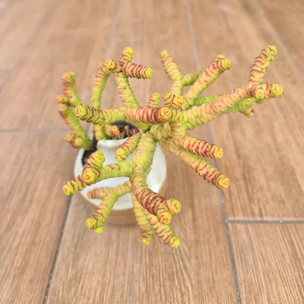 Crassula rupestris var. marnieriana