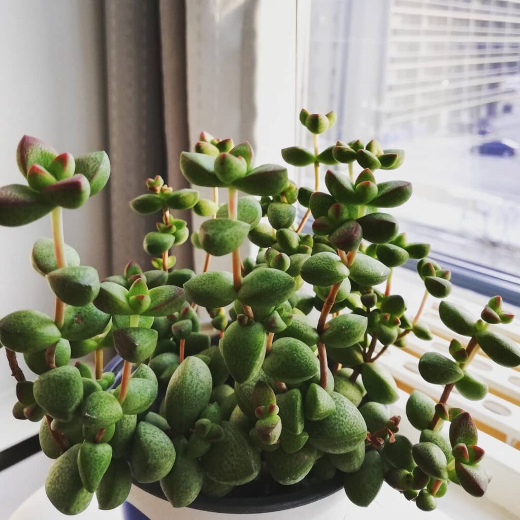 Crassula rupestris var. monticola