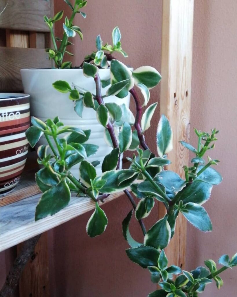 Crassula sarmentosa