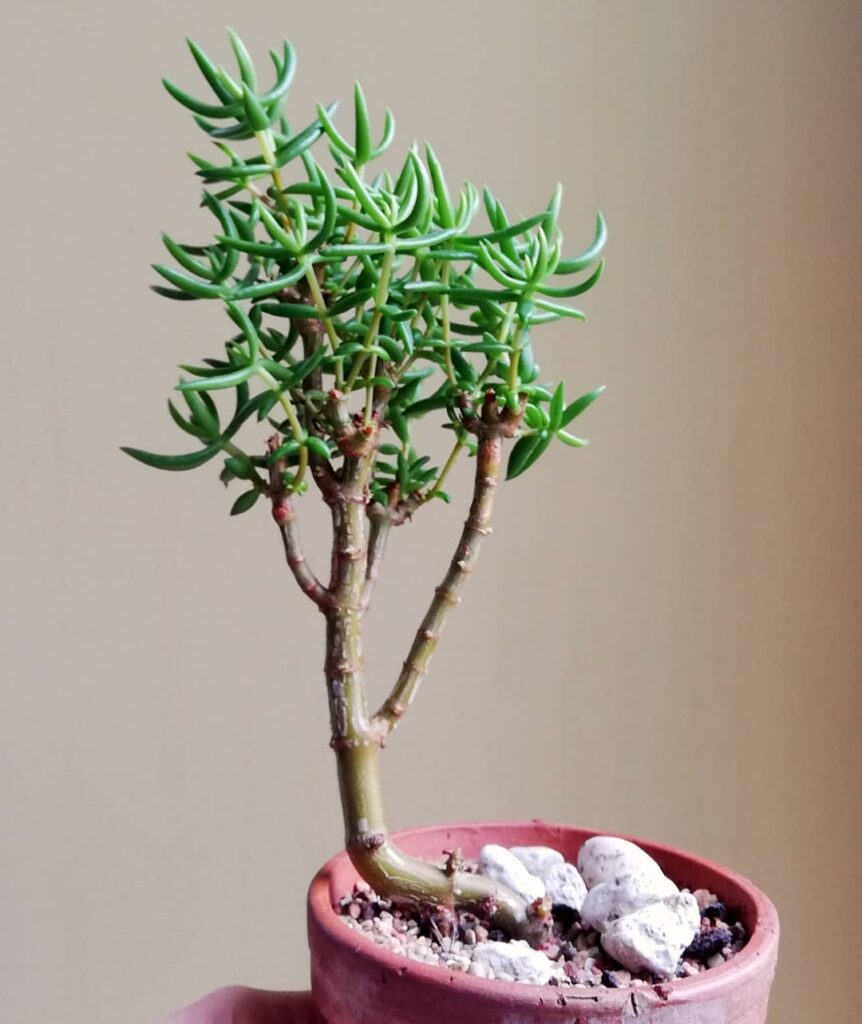 Crassula tetragona