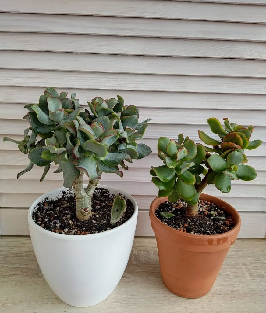 Crinkled Jade