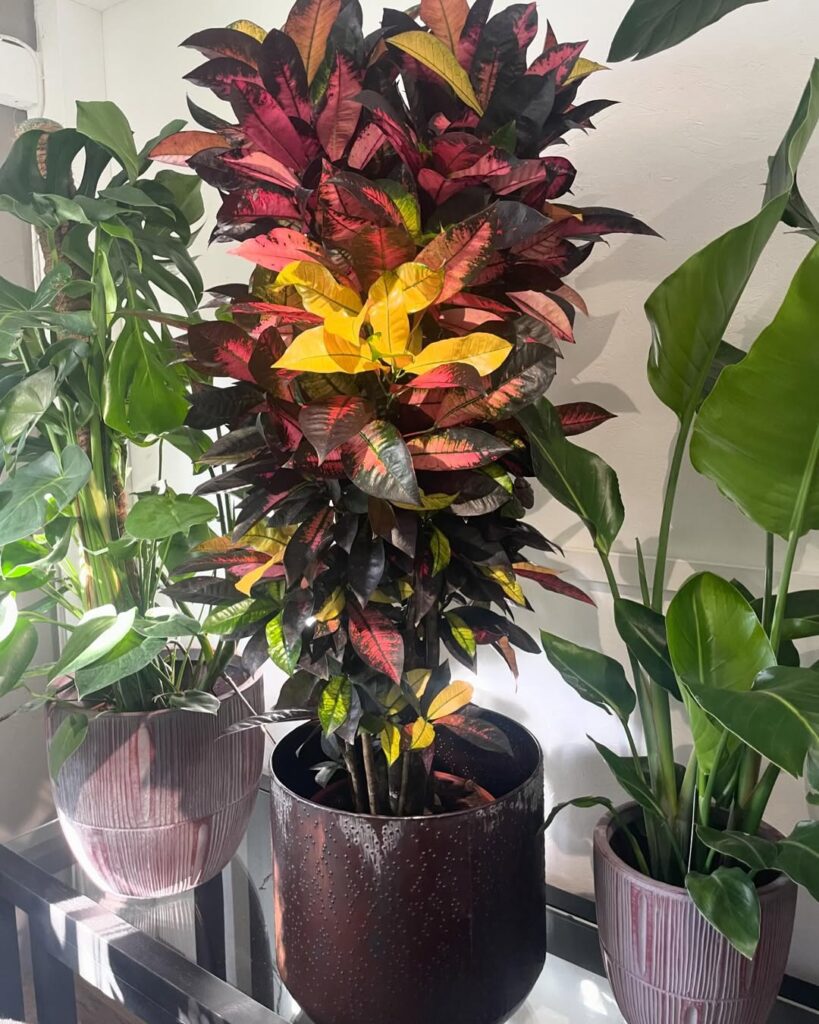 Croton
