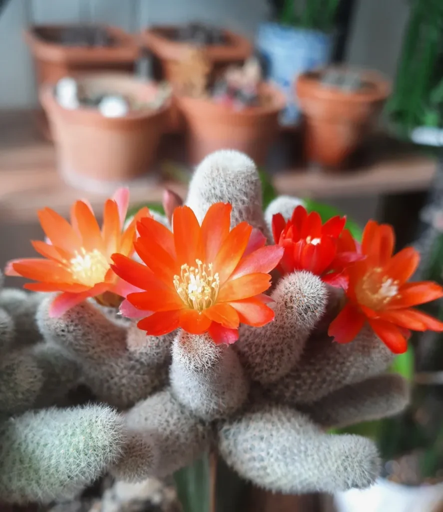 Crown Cactus