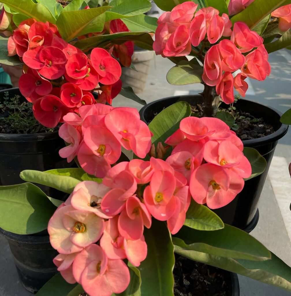 Crown of Thorns 1