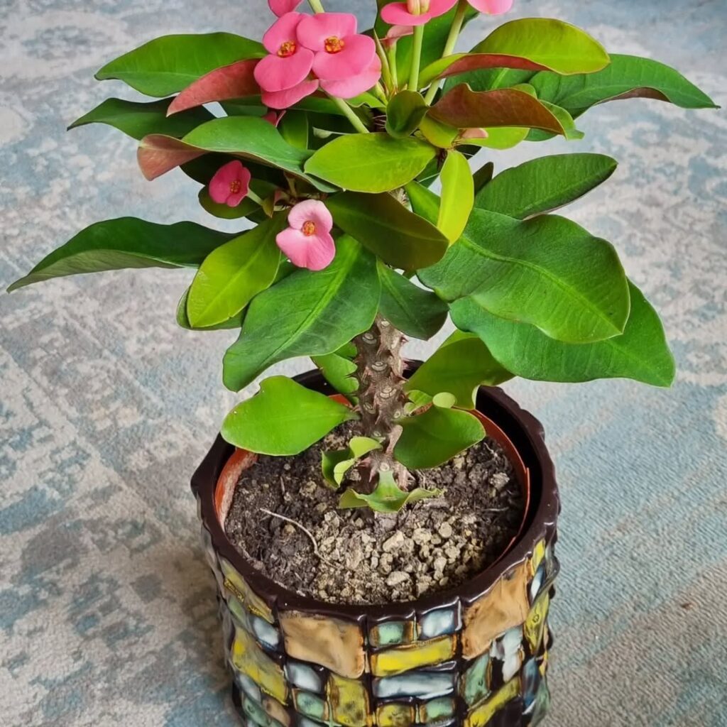 Crown of Thorns