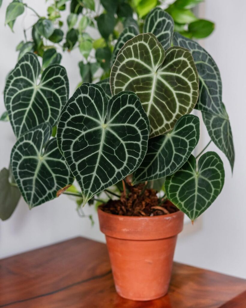 Crystal Anthurium