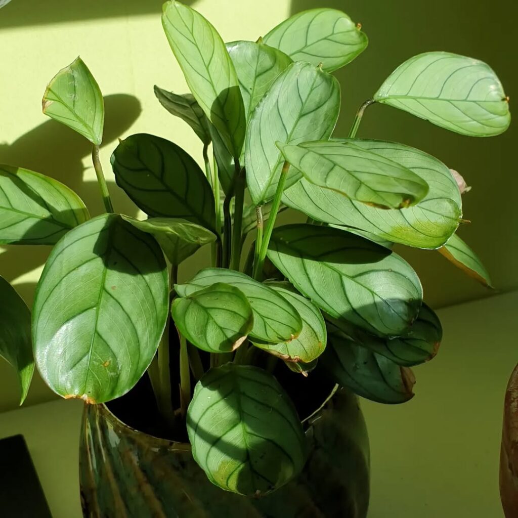 Ctenanthe amabilis