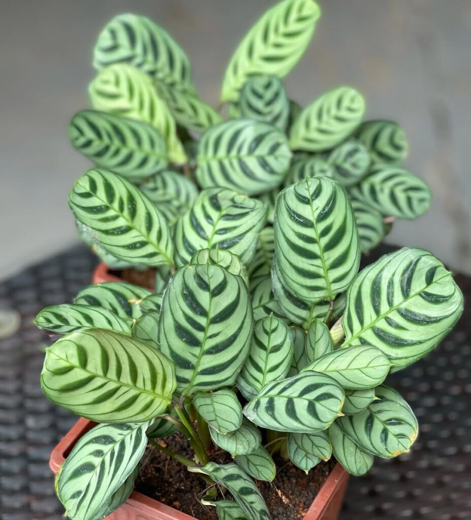 Ctenanthe burle marxii 1