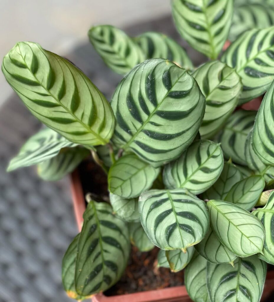 Ctenanthe burle marxii
