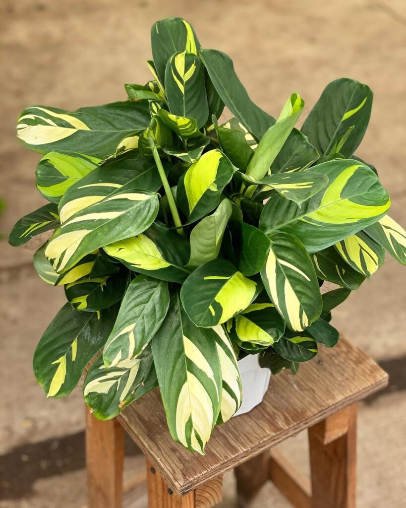 Ctenanthe lubbersiana