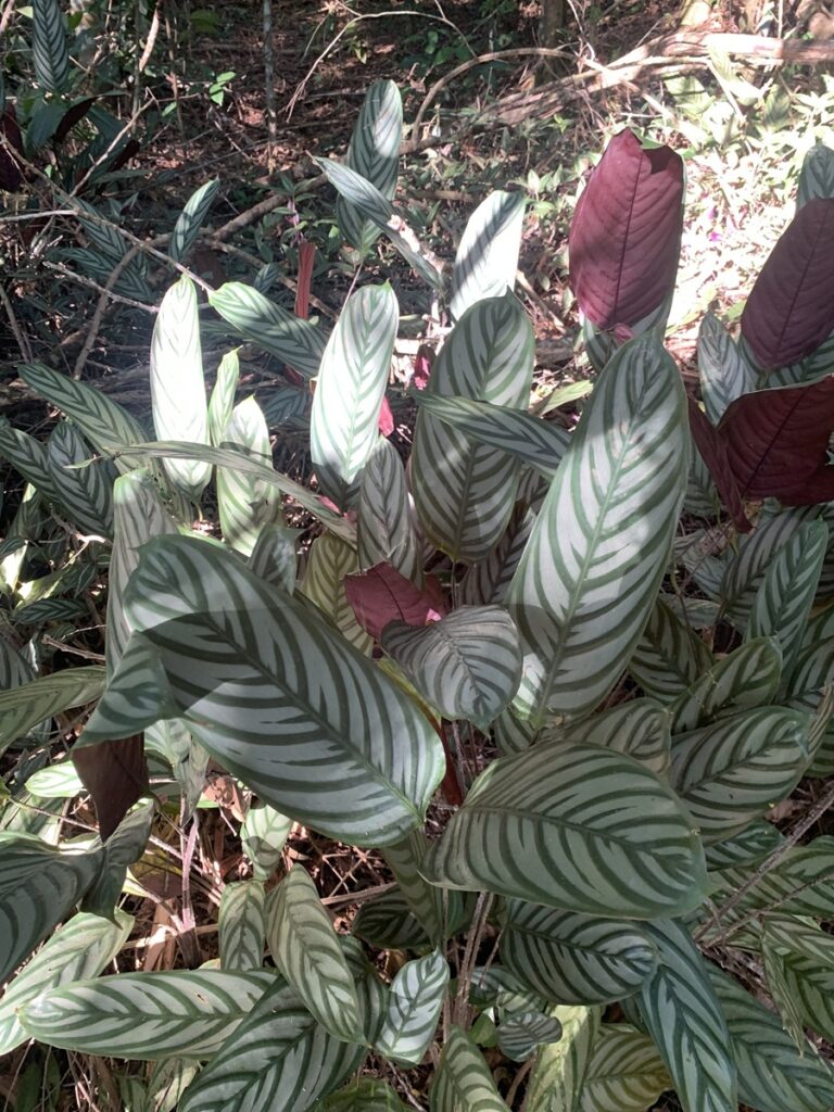 Ctenanthe marantifolia