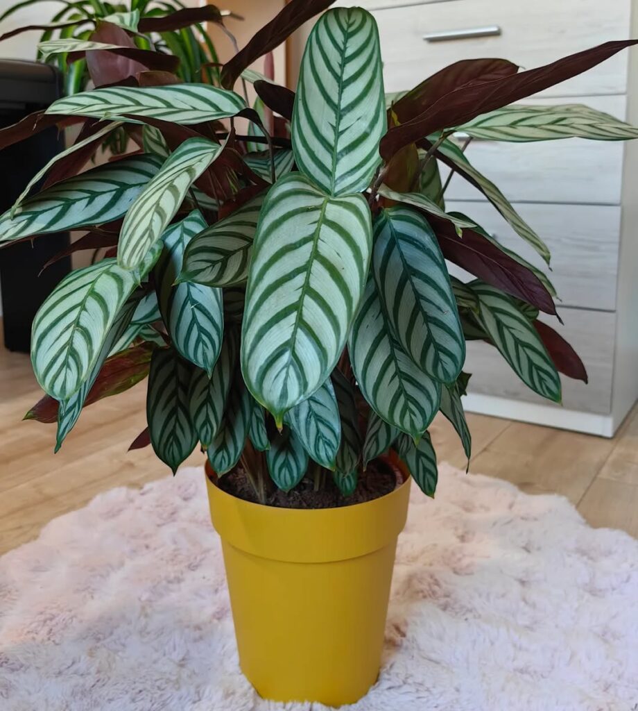 Ctenanthe oppenheimiana