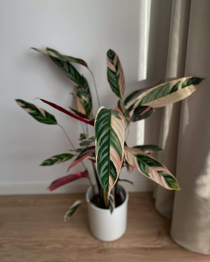 Ctenanthe oppenheimiana Tricolor