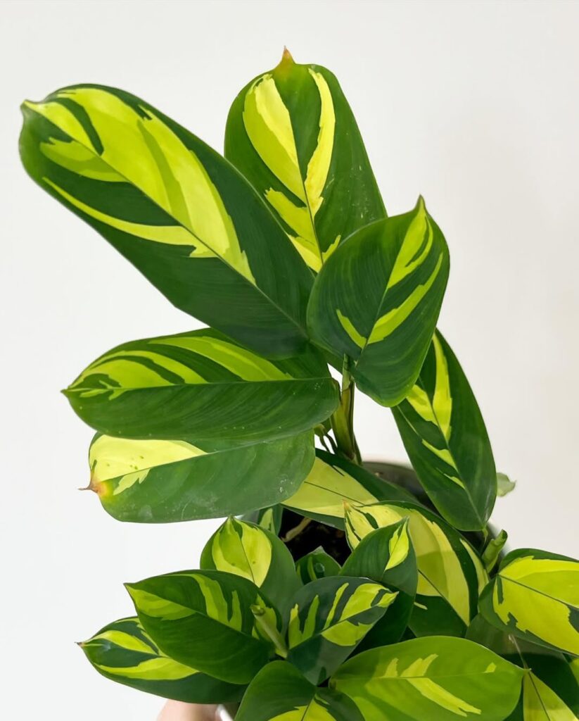 Ctenanthe pilosa