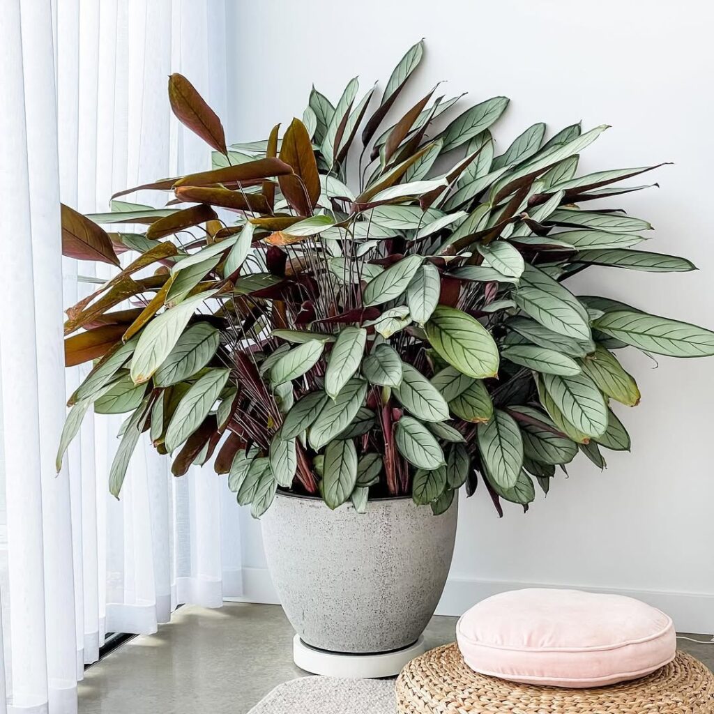 Ctenanthe setosa 1