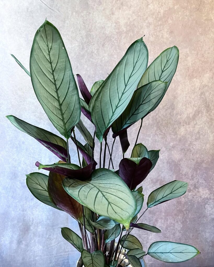 Ctenanthe setosa Grey Star