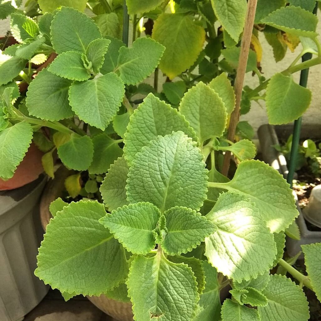 Cuban Oregano Herb Plant