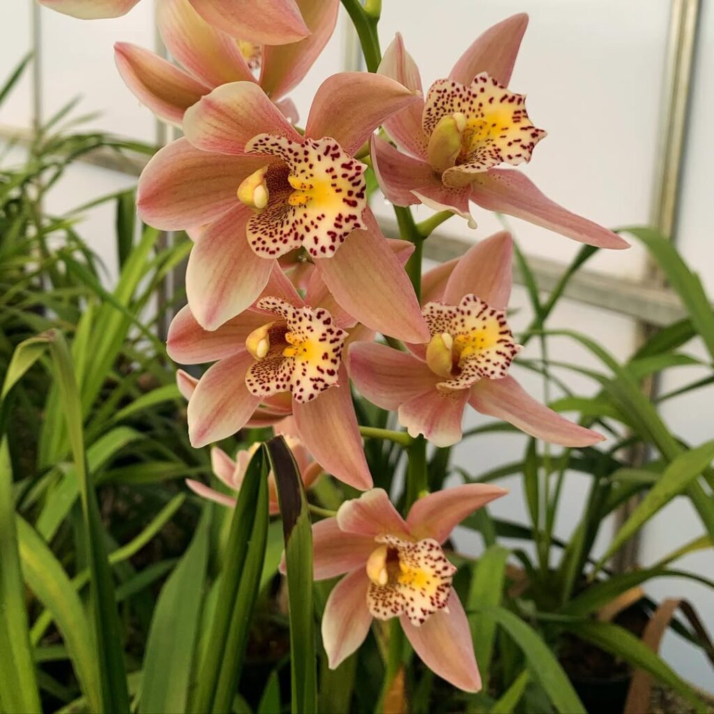 Cymbidium