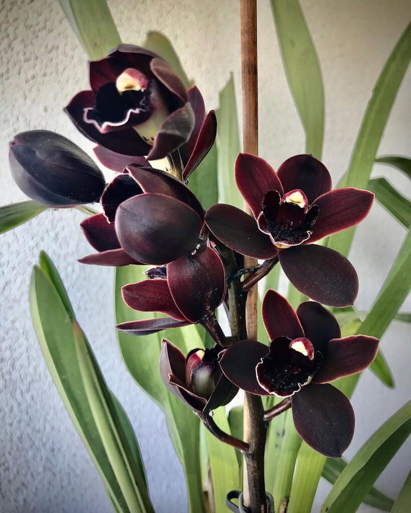 Cymbidium Cali Night