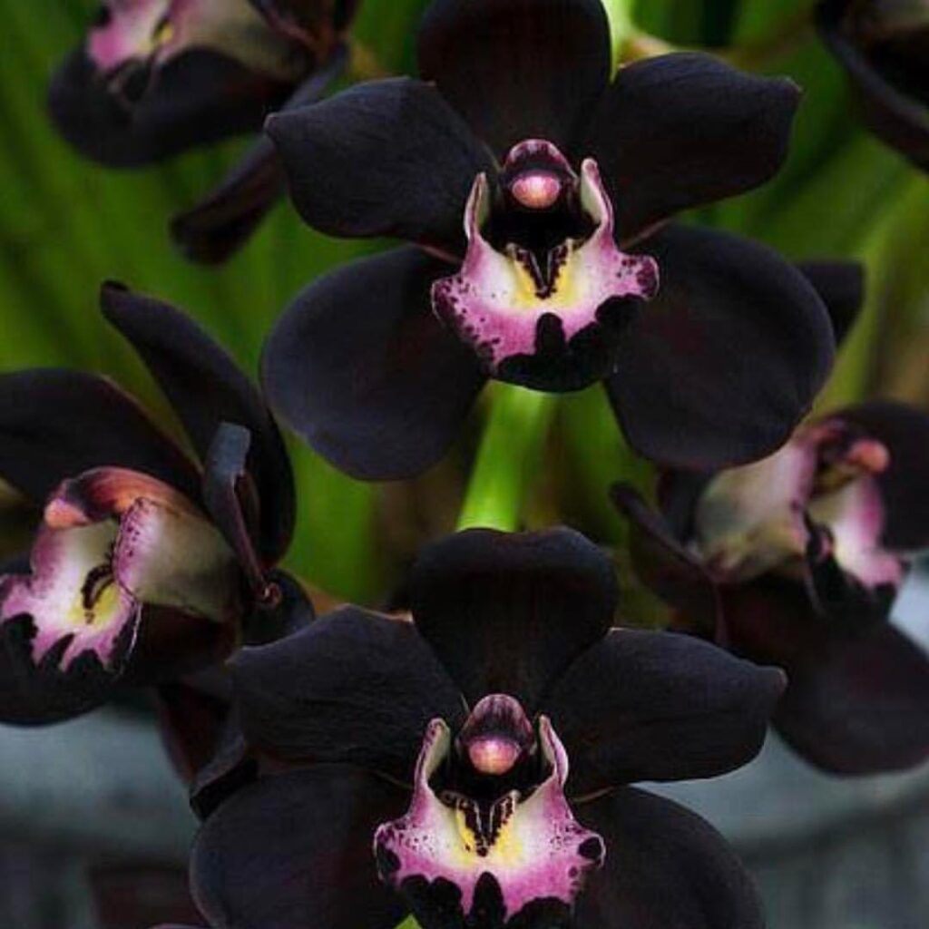 Cymbidium Kiwi Midnight