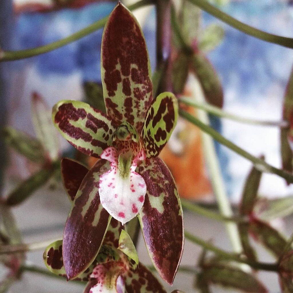 Cymbidium canaliculatum