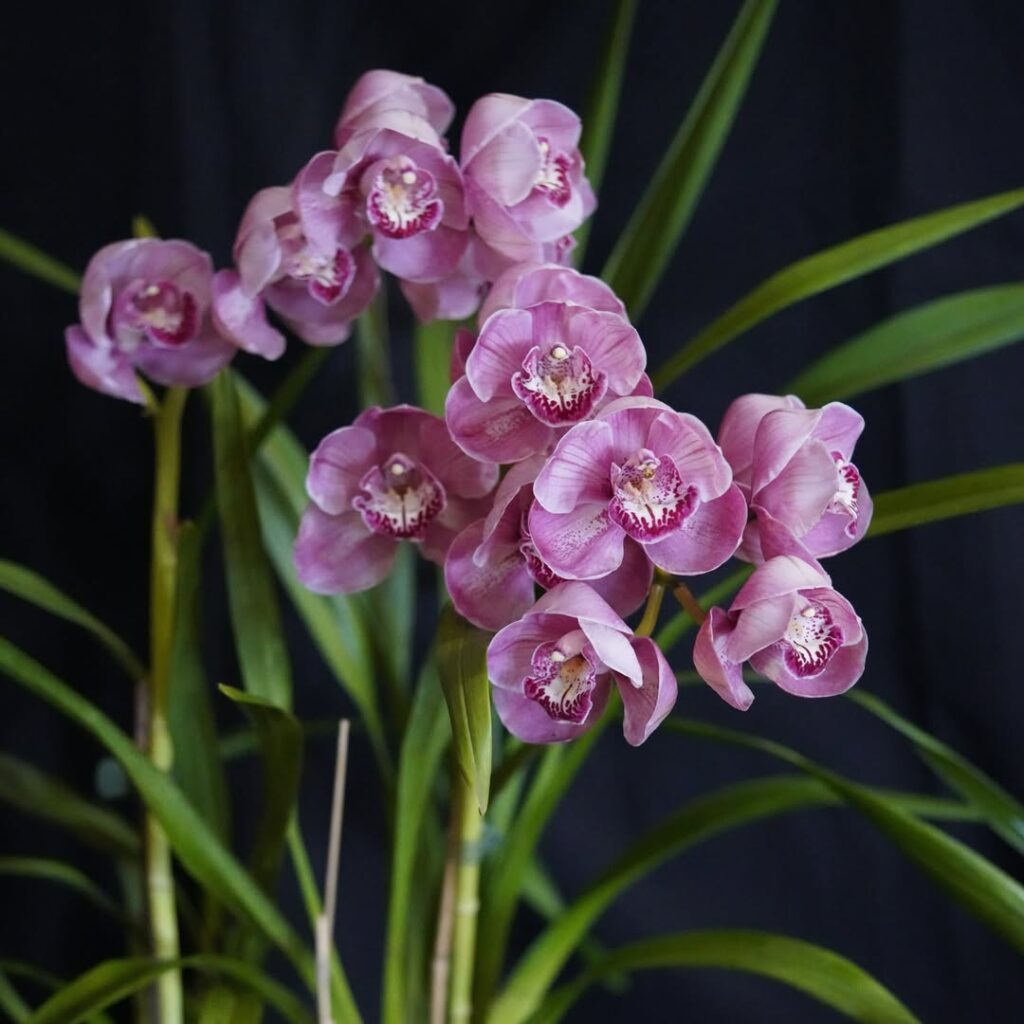 Cymbidium hybrid
