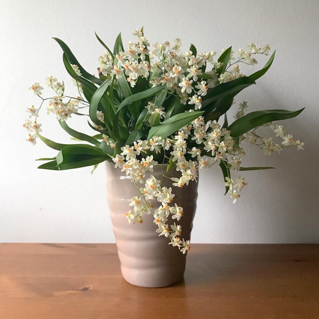 Dancing Lady Orchid