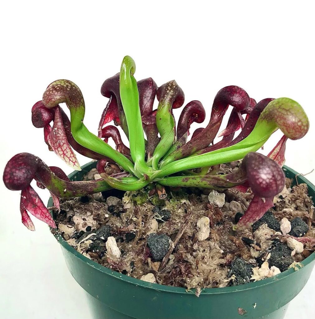 Darlingtonia californica