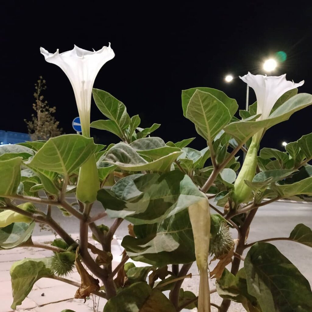Datura