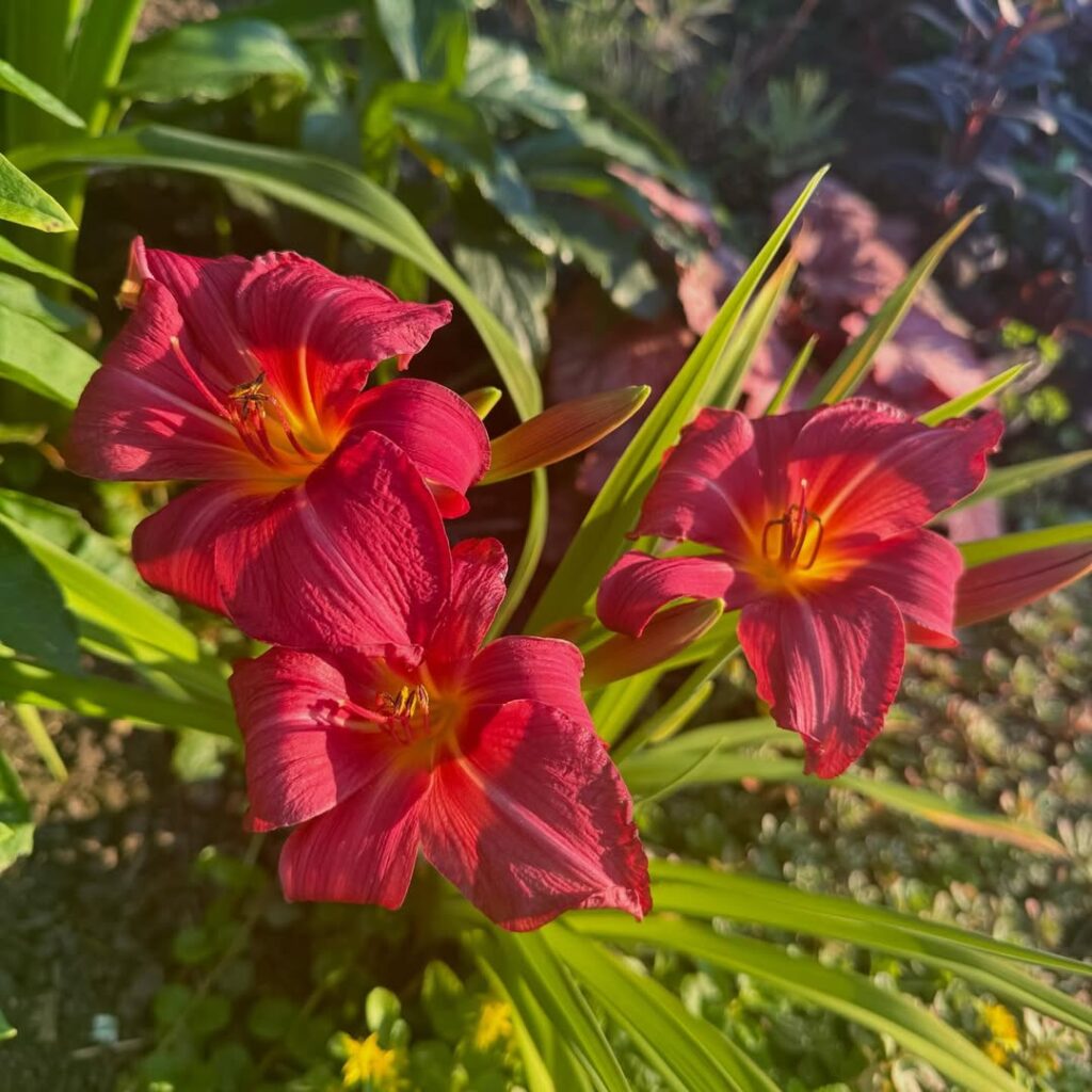 Daylilies