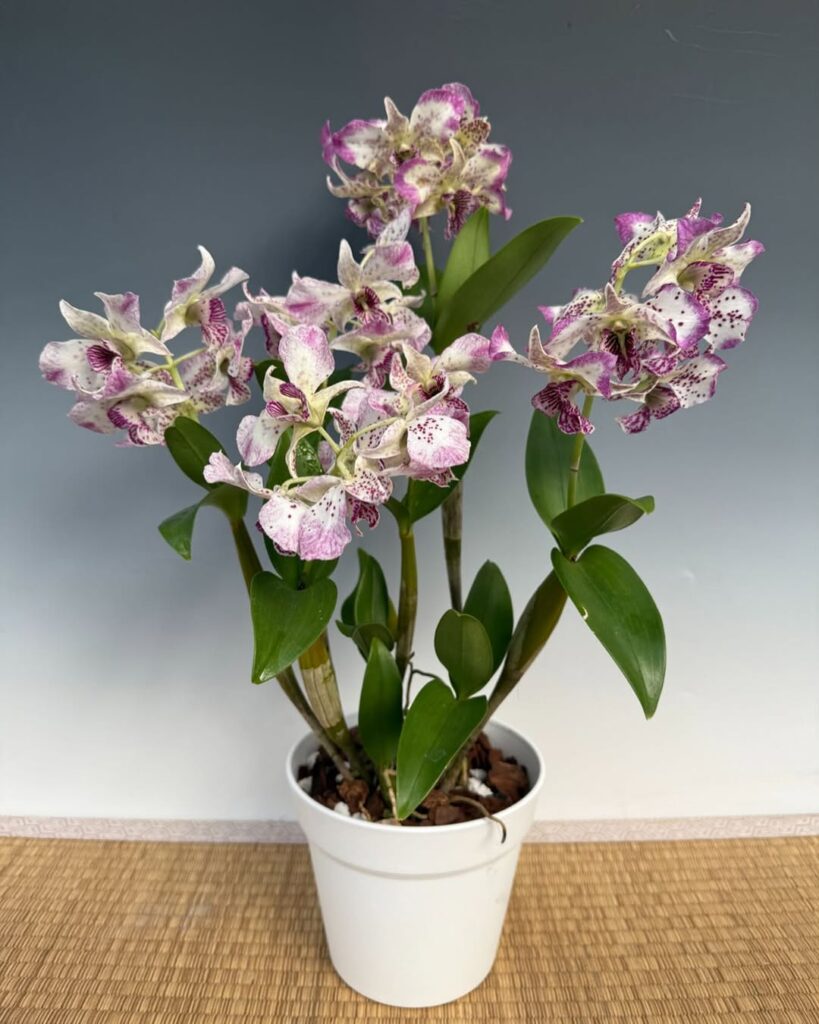 Dendrobium