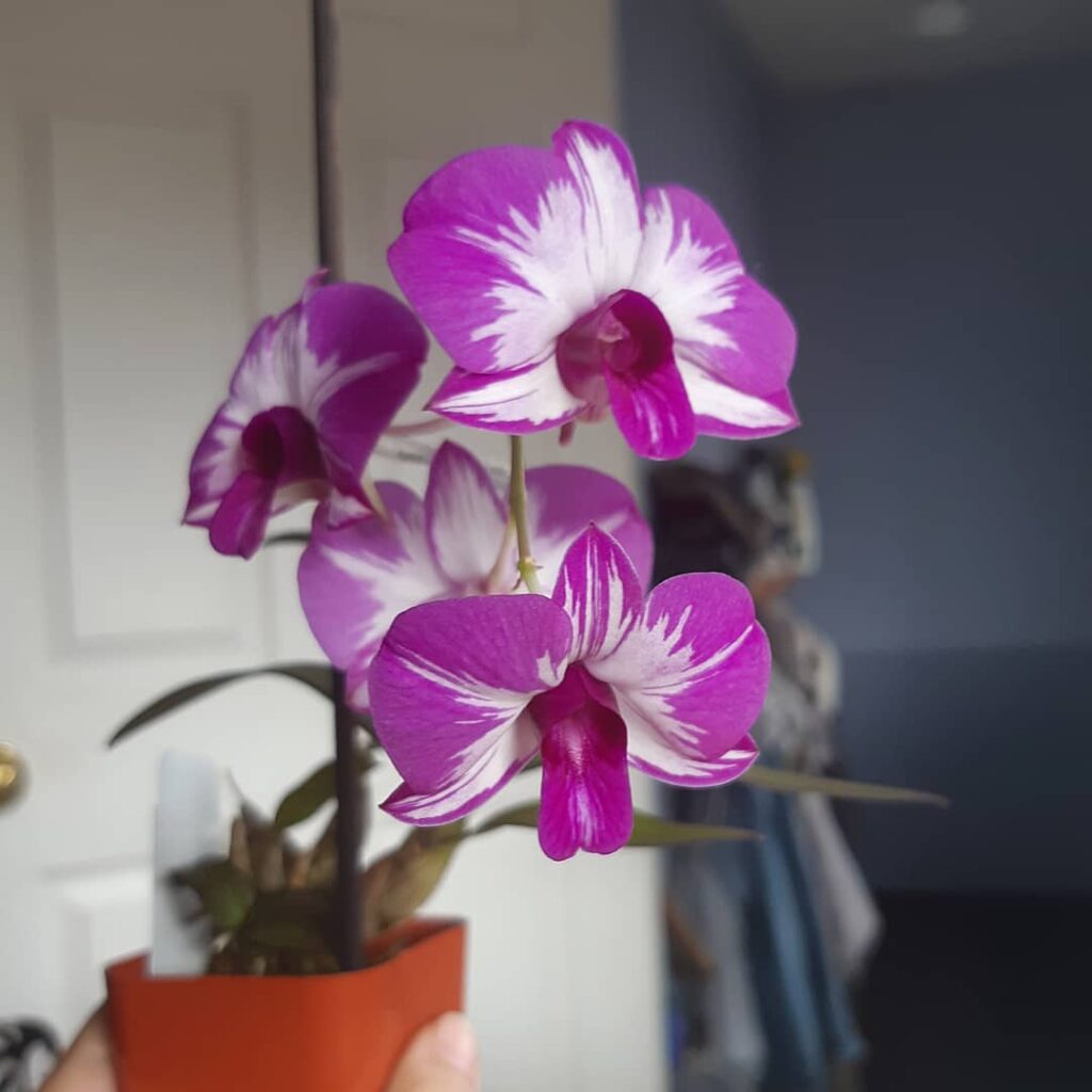 Dendrobium Enobi Purple Splash