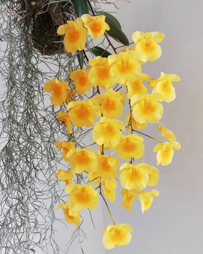 Dendrobium aggregatum 1