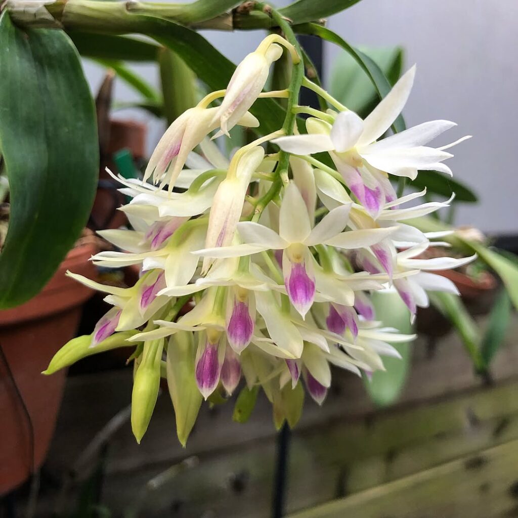 Dendrobium amethystoglossum