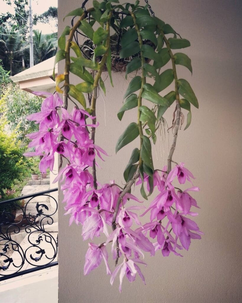 Dendrobium anosmum